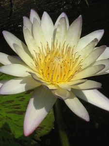Kenilworth Lotus