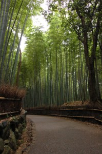 bamboo street
