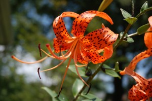 Tigerlily