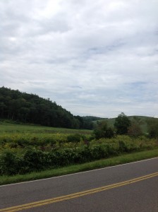 Field of Wildflowers