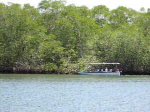 On the estuary tour.  So many birds and monkeys too.